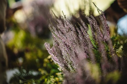 Dożynki 2025 fot. Daniel Franek